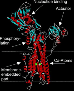 Calcium-ATPase als Prototyp von P-Typ ATPasen