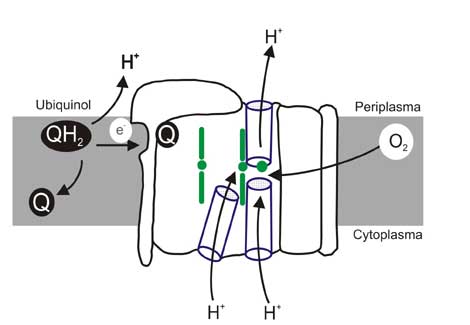 Ubichinol Oxidase